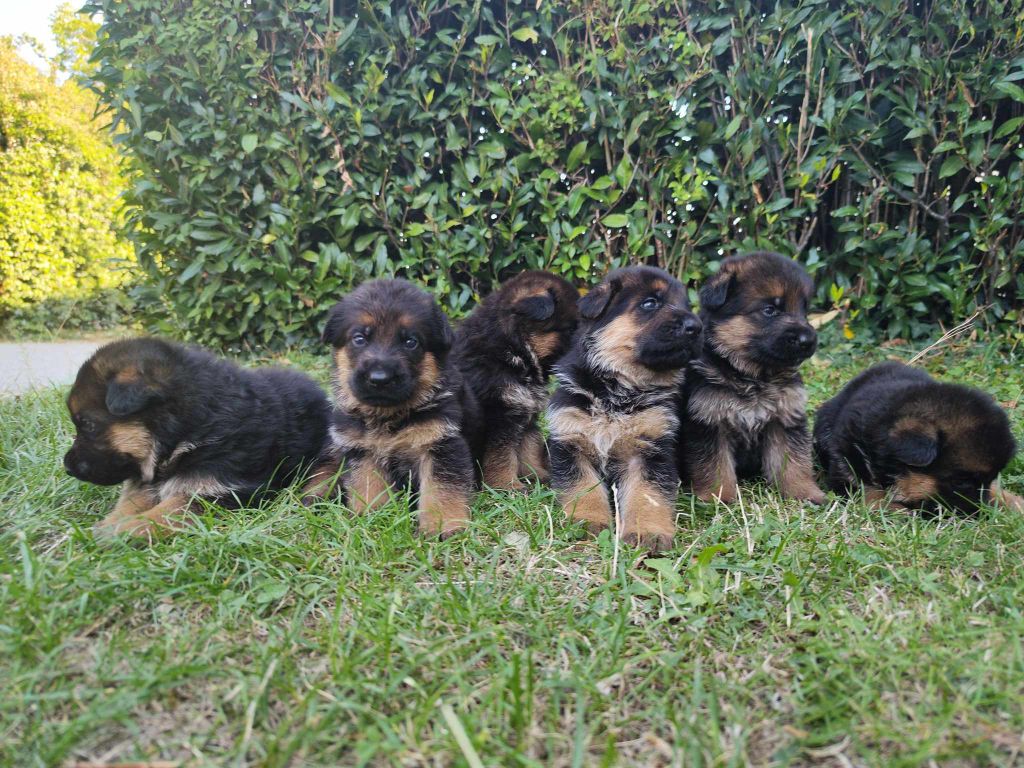 chiot Berger Allemand Du Lac De Feu